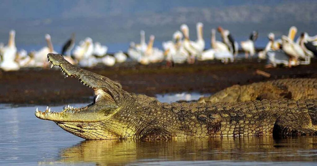 Zuari River Crocodile spotting adventours things to do in goa
